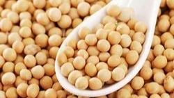 Soybean Bazar Bhav 2025