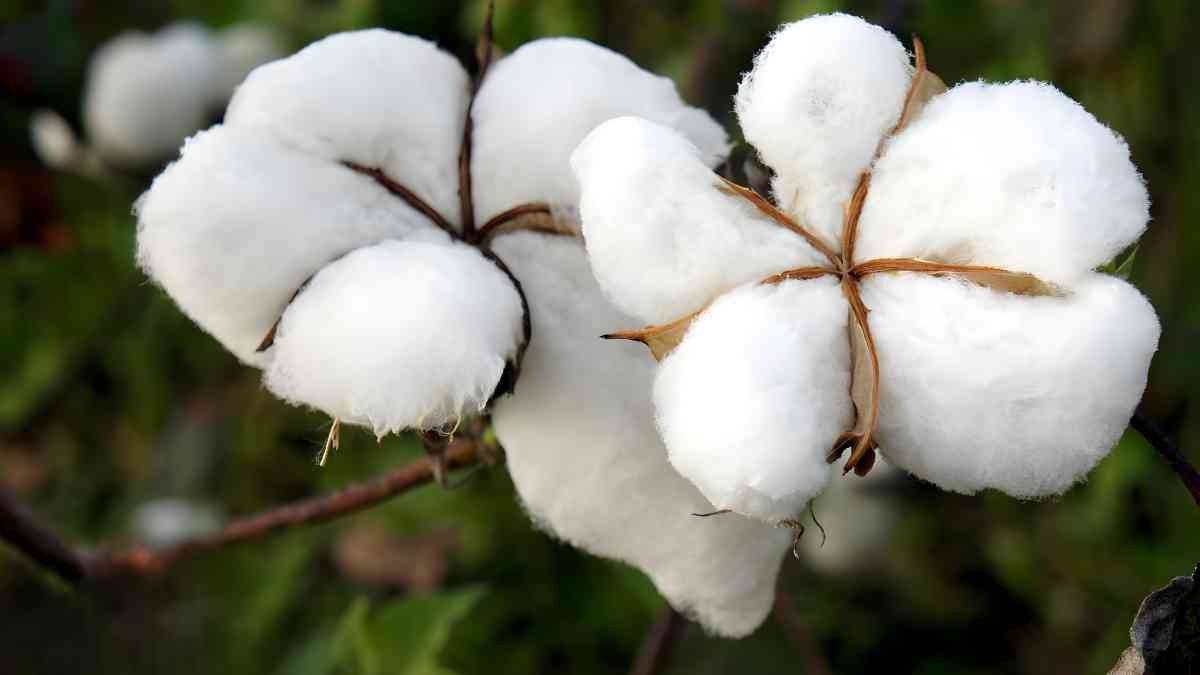 Cotton Rate Today