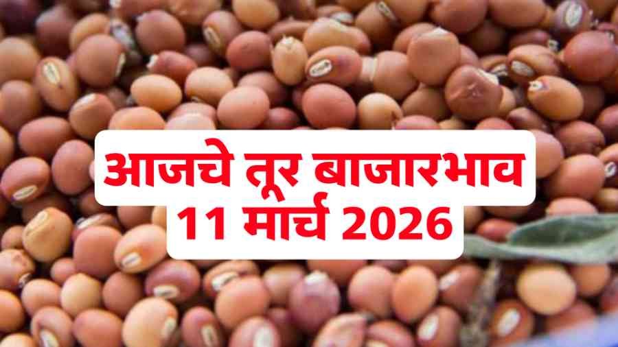 आजचे तूर बाजारभाव 11 मार्च 2026
