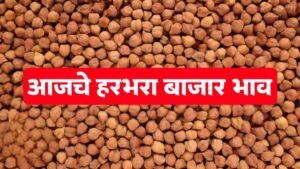 आजचे हरभरा बाजार भाव