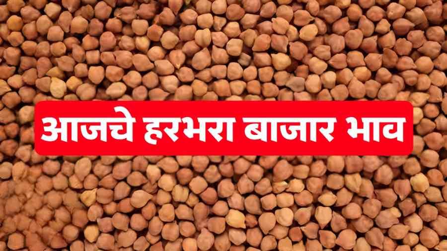 आजचे हरभरा बाजार भाव