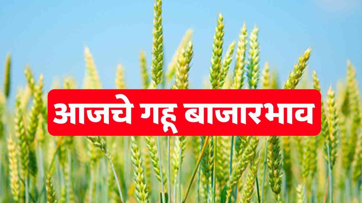 आजचे गहू बाजारभाव