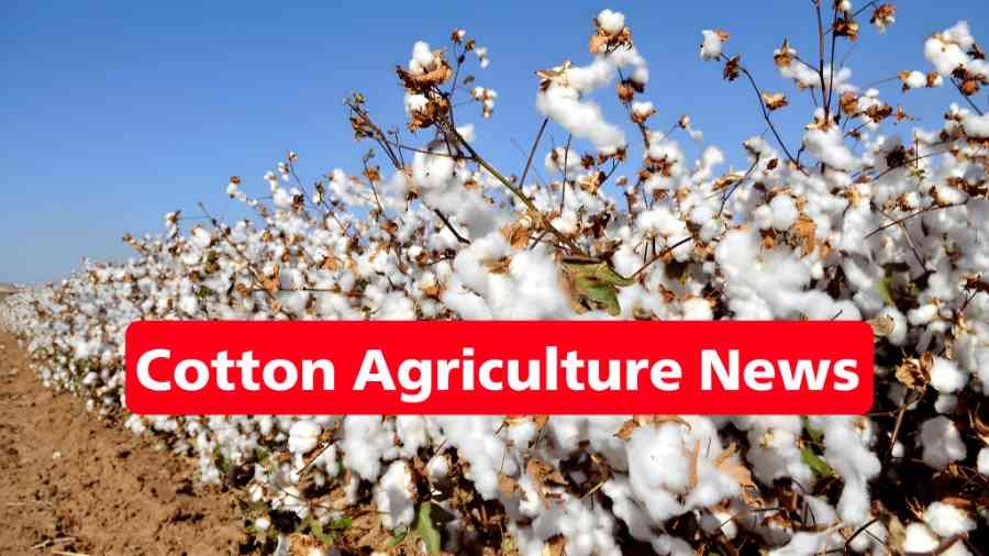 Cotton Agriculture News