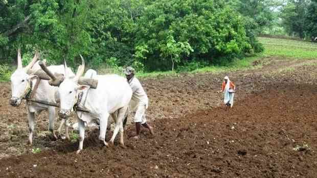 उन्हाळ्यात कोणते पीक घ्यावे?