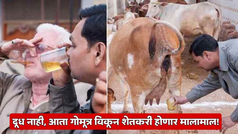 Gomutra Business Profit