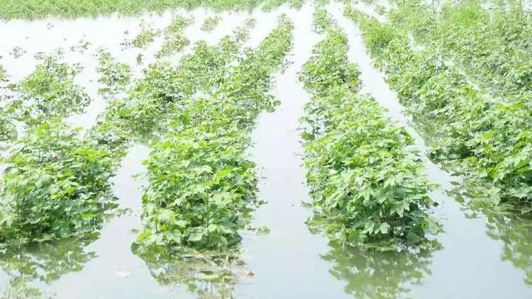 Unseasonal Rain in Maharashtra