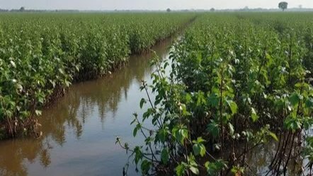 Unseasonal Rain in Maharashtra