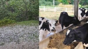 Agriculture news farmer advice