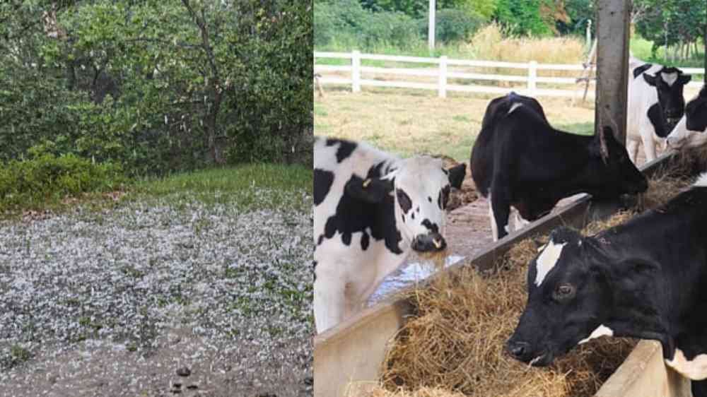 Agriculture news farmer advice