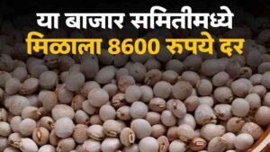 Tur Bajarbhav 6 April 2026