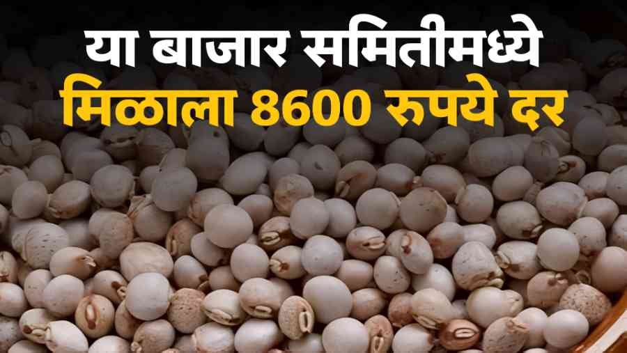 Tur Bajarbhav 6 April 2026