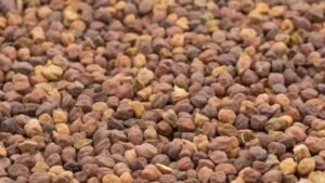 Harbara bajar bhav April 7 2026