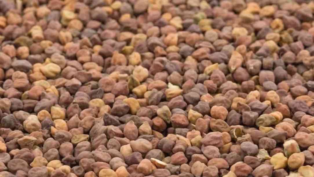 Harbara bajar bhav April 7 2026