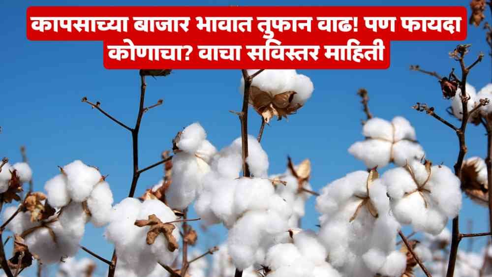 Cotton Market Price